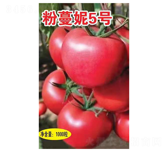 ������5̖(h��o)-���t���N��-Ӣ���m��