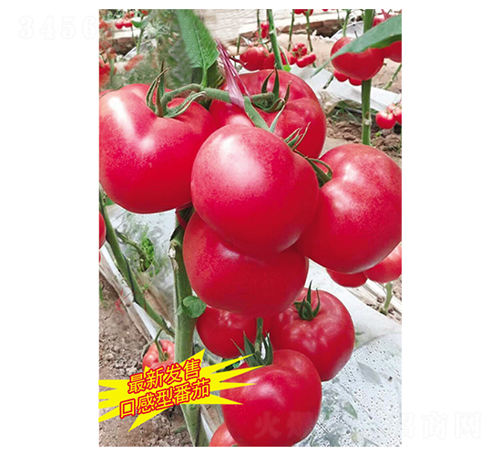 �_�M��-���t���N��-Ӣ���m��