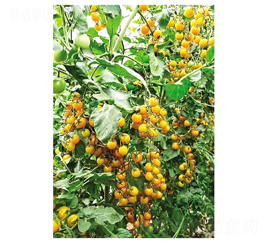 �S��-ʥŮ���N��-Ӣ���m��