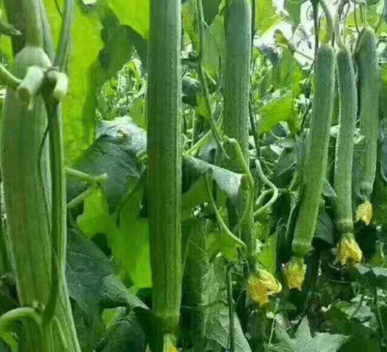 �оG�z��-�z�ϷN��-Ӣ���m��