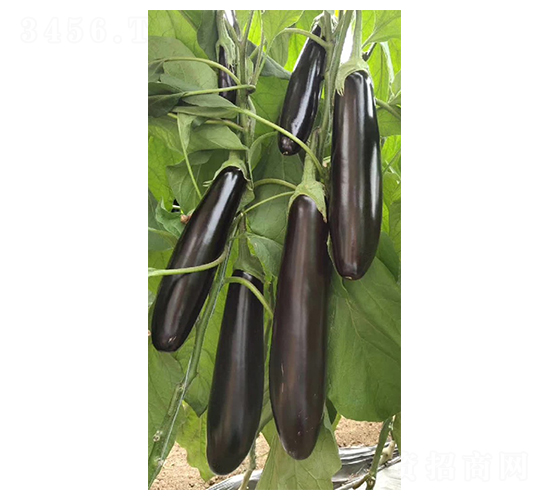 ���m����-���ӷN��-Ӣ���m��