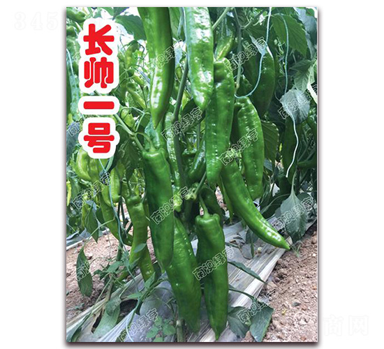 �L��һ̖-�⽷�N��-�ϰľG��