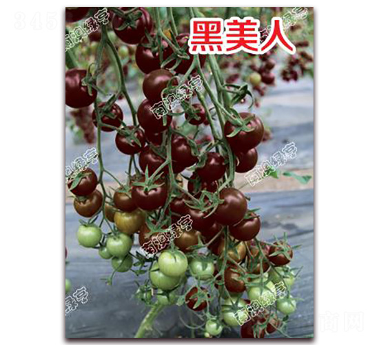 ������-��ɫ���ѷN��-�ϰľG��