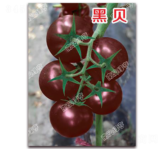 ��ؐ-��ɫ���ѷN��-�ϰľG��