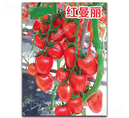 �t����-��ɫ���ѷN��-�ϰľG��