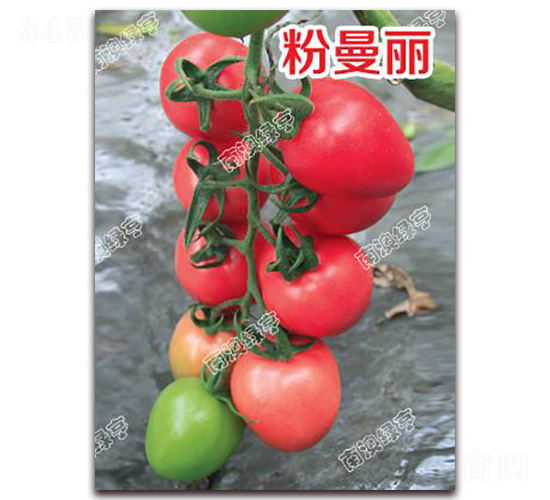 ������-��ɫ���ѷN��-�ϰľG��