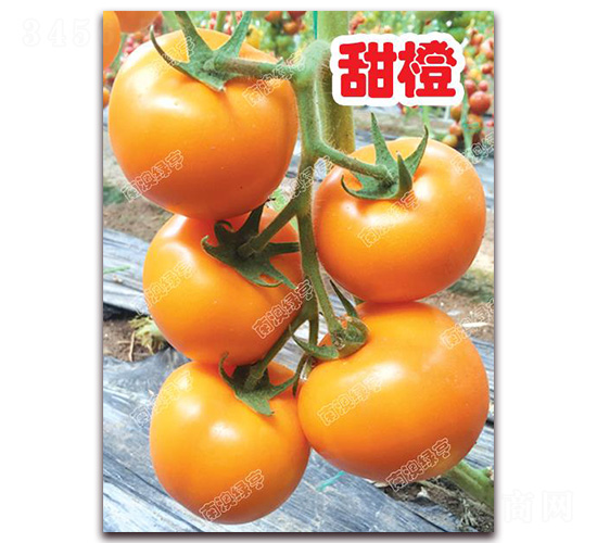 ���-��ɫ���ѷN��-�ϰľG��