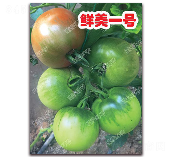 �r��һ̖-��ɫ���ѷN��-�ϰľG��