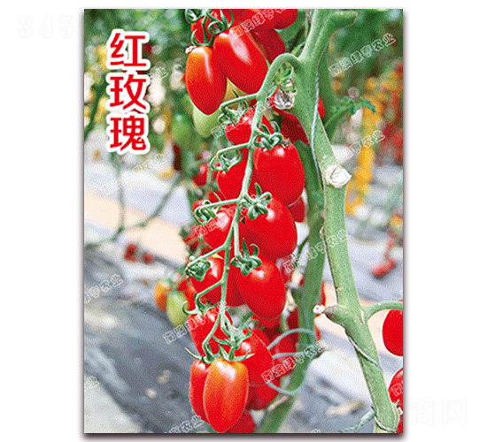 �tõ�壨429��-��ɫ���ѷN��-�ϰľG��