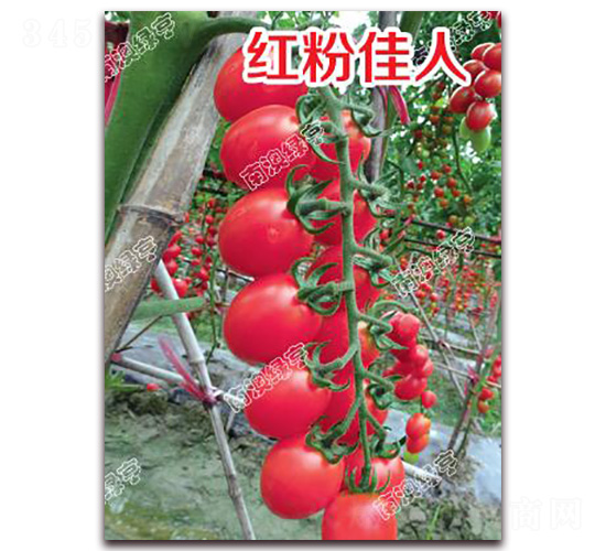 �t�ۼ���-���ҷ��ѷN��-�ϰľG��