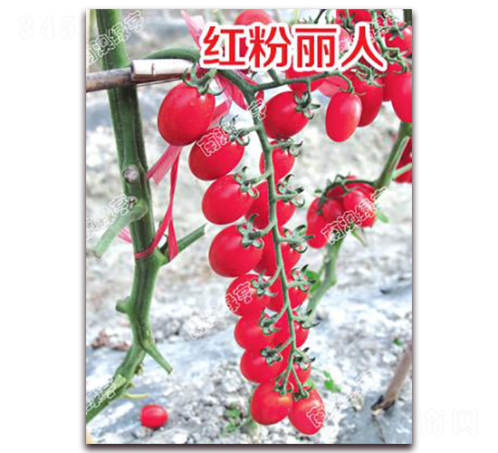 �t������-���ҷ��ѷN��-�ϰľG��