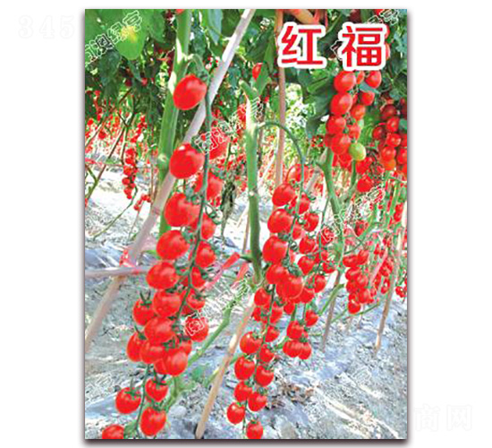 �t��-���ҷ��ѷN��-�ϰľG��