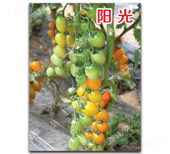 ꖹ�-���ҷ��ѷN��-�ϰľG��