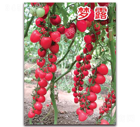 ��¶-���ҷ��ѷN��-�ϰľG��