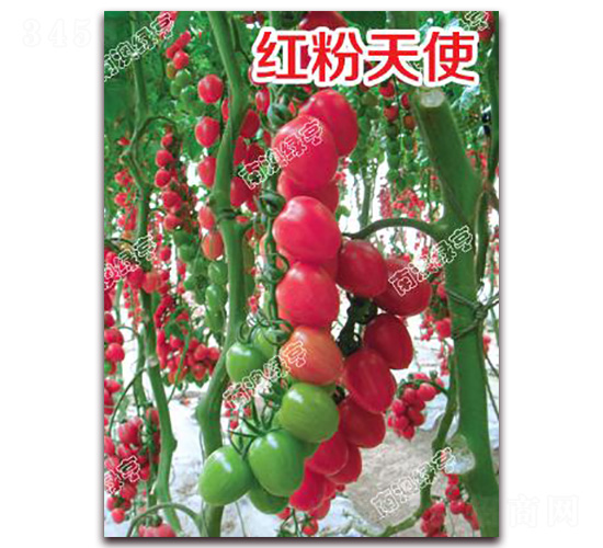 �t����ʹ-���ҷ��ѷN��-�ϰľG��