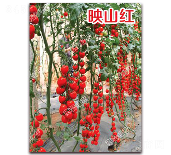 ӳɽ�t-���ҷ��ѷN��-�ϰľG��