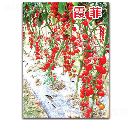 ϼ��-���ҷ��ѷN��-�ϰľG��