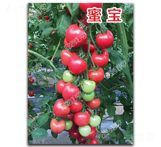 �ی�-���ҷ��ѷN��-�ϰľG��