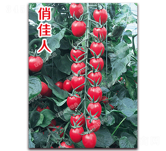 �μ���-���ҷ��ѷN��-�ϰľG��