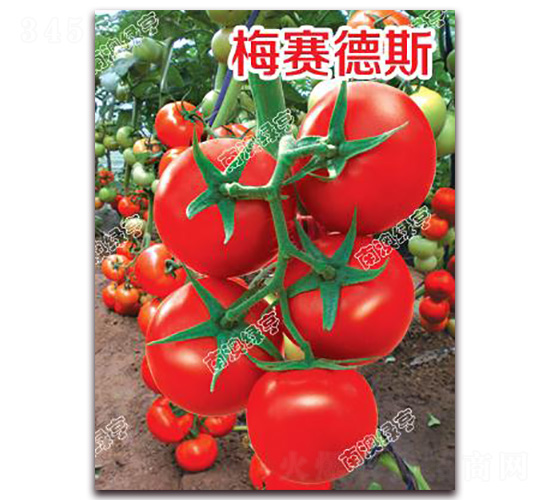 ÷ِ��˹-��t���ѷN��-�ϰľG��