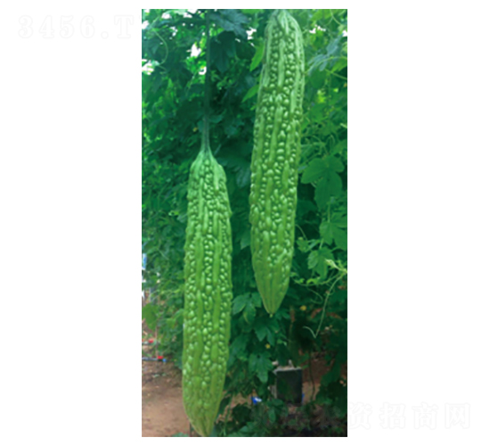 �G����-��ϷN��-ʥ���r(n��ng)�I(y��)