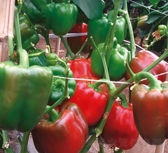 �A�ļt��-�����N��-ʥ���r(n��ng)�I(y��)