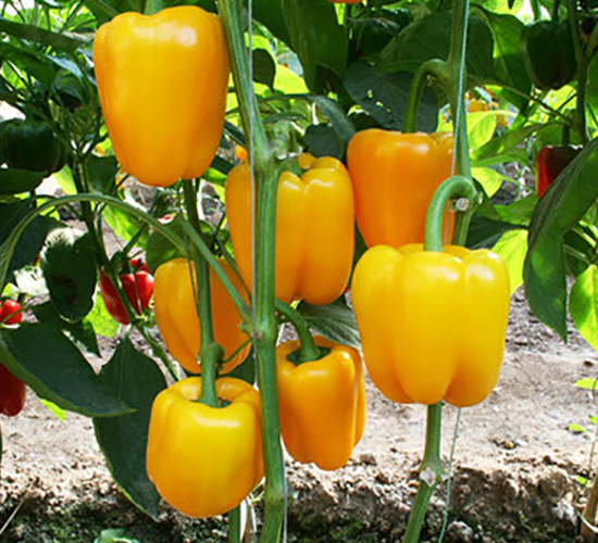 �S����-�����N��-ʥ���r(n��ng)�I(y��)