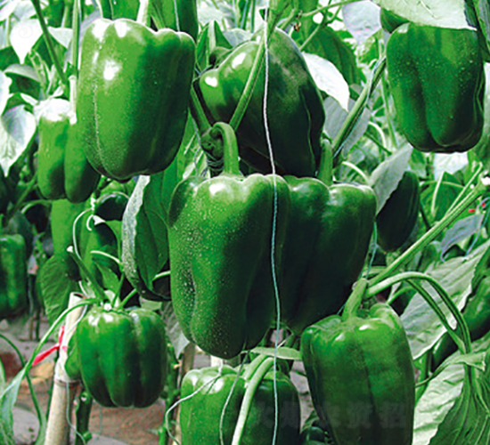 ʥ��-�����N��-ʥ���r(n��ng)�I(y��)