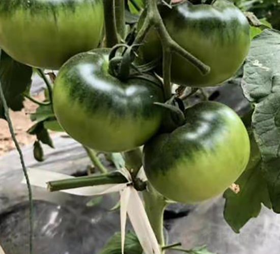 ����(l��)2̖(h��o)��ݮ����-���t���N��-ʥ���r(n��ng)�I(y��)