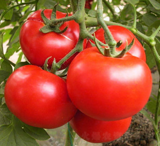 ���з�1-���t���N��-ʥ���r(n��ng)�I(y��)