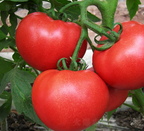 ����05-���t���N��-ʥ���r(n��ng)�I(y��)