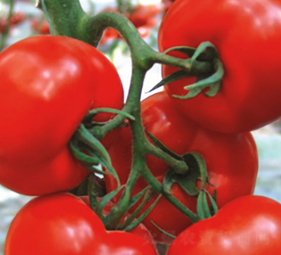 ���t-���t���N��-ʥ���r�I(y��)