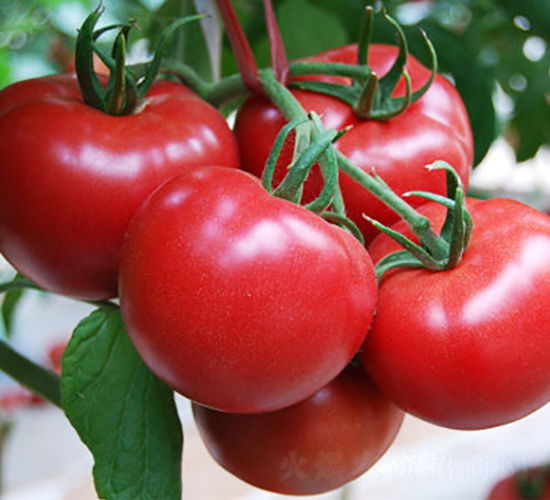 Խ�ķ�ʥ-���t���N��-ʥ���r(n��ng)�I(y��)