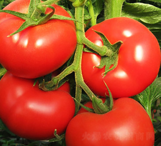 ʥ��5̖-���t���N��-ʥ���r(n��ng)�I(y��)