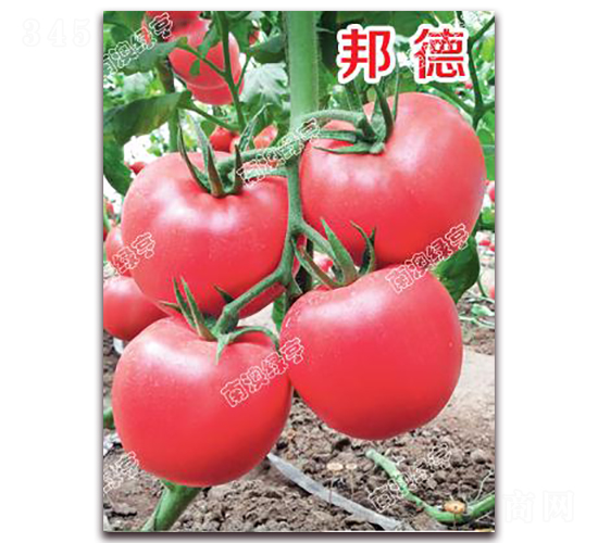 ���-�۹����ѷN��-�ϰľG��