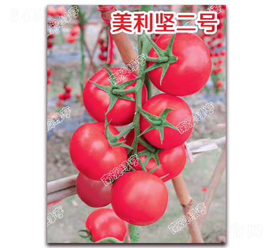 ������(ji��n)��̖(h��o)-�۹����ѷN��-�ϰľG��