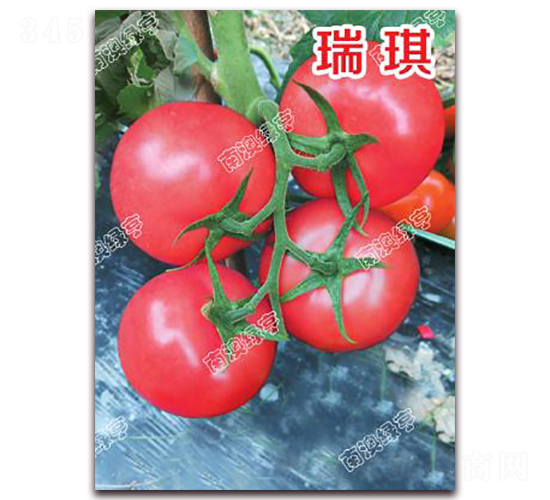 ����-�۹����ѷN��-�ϰľG��