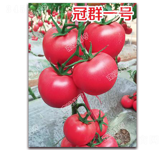 ��Ⱥһ̖-�۹����ѷN��-�ϰľG��