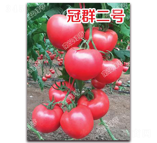 ��Ⱥ��̖-�۹����ѷN��-�ϰľG��