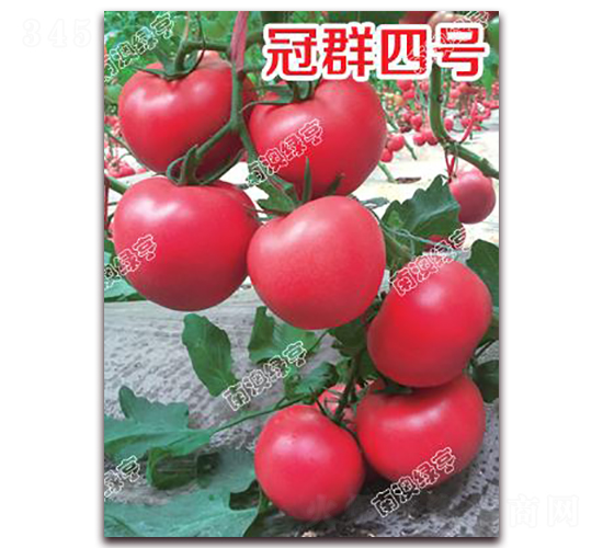 ��Ⱥ��̖-�۹����ѷN��-�ϰľG��