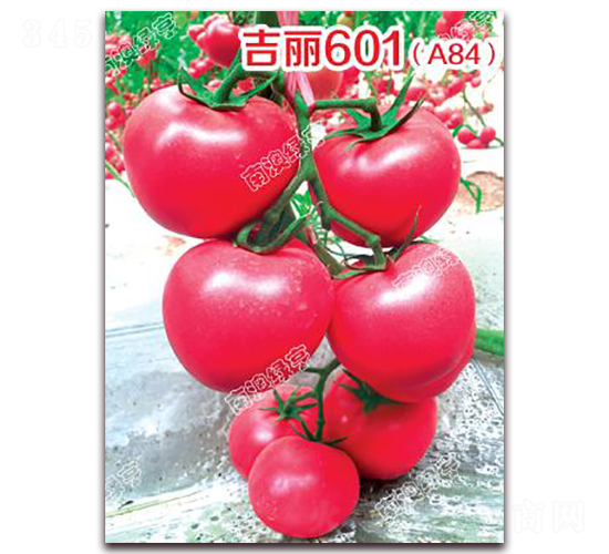 ����601��A84��-�۹����ѷN��-�ϰľG��