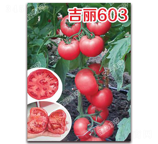 ����603-�۹����ѷN��-�ϰľG��