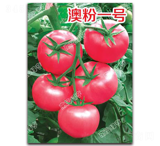 �ķ�һ̖-�۹����ѷN��-�ϰľG��