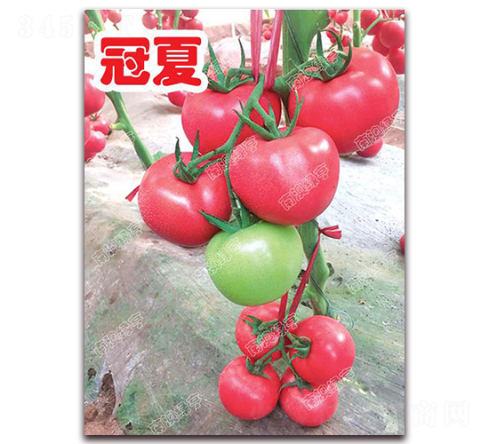 ����-�۹����ѷN��-�ϰľG��