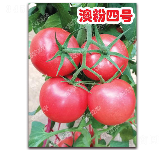 �ķ���̖-�۹����ѷN��-�ϰľG��