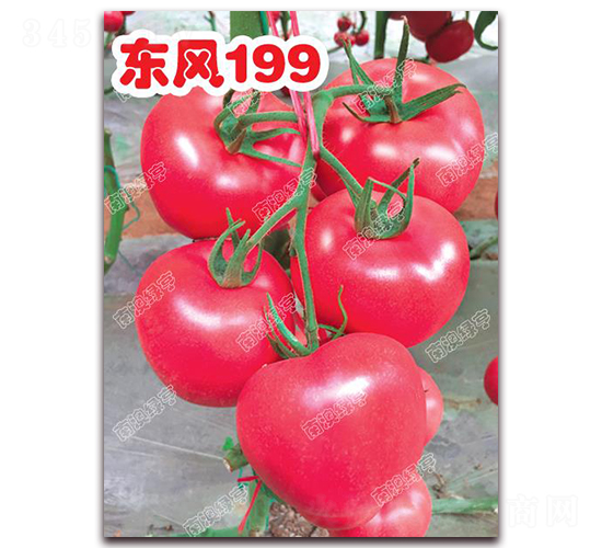 �|�L(f��ng)199-�۹����ѷN��-�ϰľG��