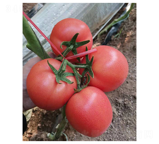 ��N��8-F-���ѷN��-�̝��N��