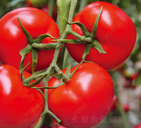 ��t���t���N��-�̝�(r��n)�N��