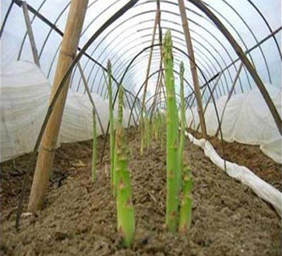 �S�u5̖F1-�J�S�N��-��T�S�r(n��ng)�I(y��)