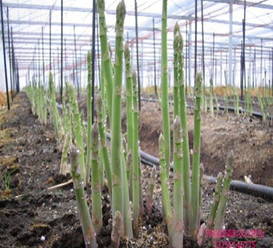 ����8̖F1-�J�S�N��-��T�S�r�I(y��)